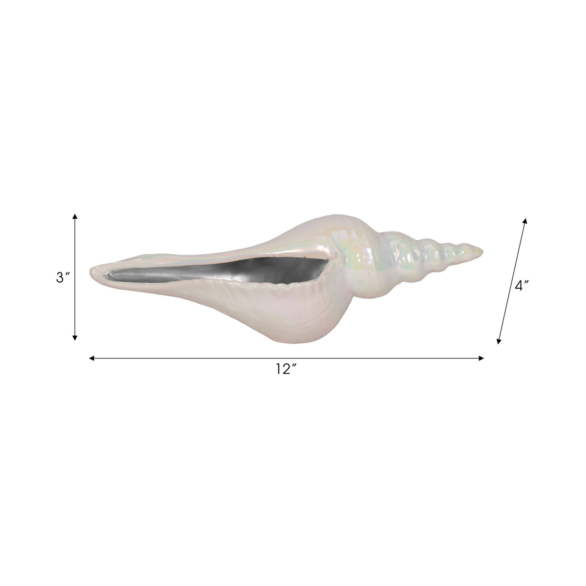 A white iridescent seashell shown in profile with dimension arrows and labels indicating 12 inches long, 3 inches tall, and 4 inches wide, on a plain white background.
