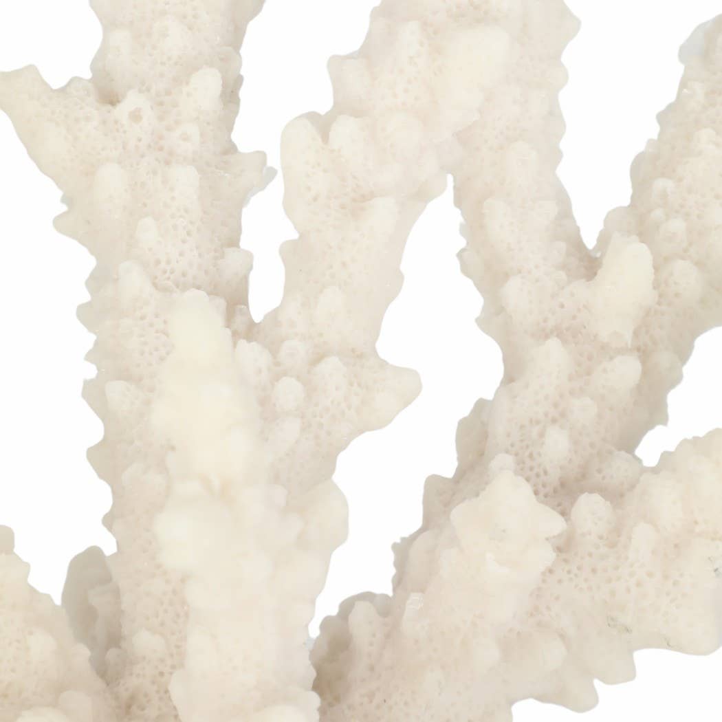 Close-up of white coral on a white background