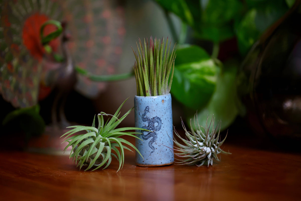 Small ceramic pot with plants on a wooden surface