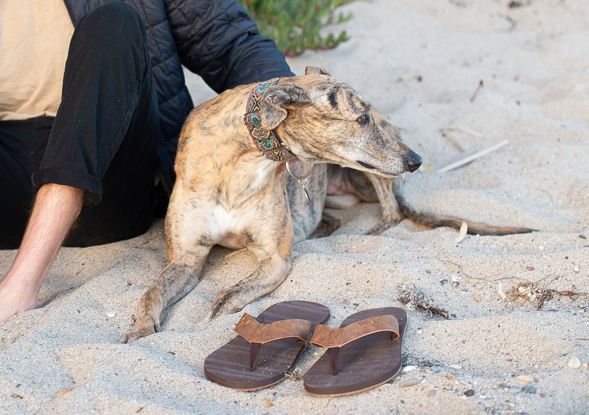 Fiji — Men's Sandal: Brown/Gum / 12