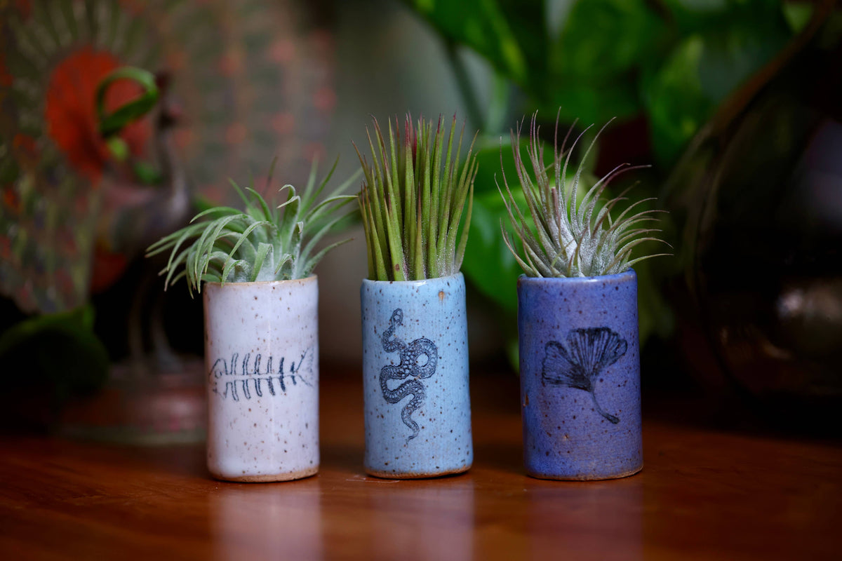 Three cylindrical ceramic planters with plants on a wooden surface, with a blurred background.